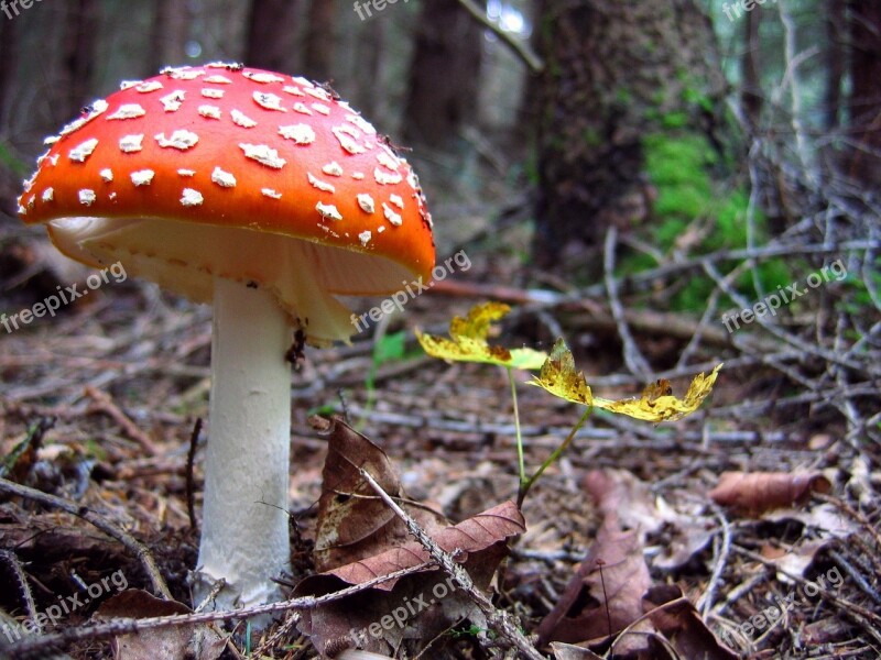 Amanita Mushroom Forest Nature Autumn