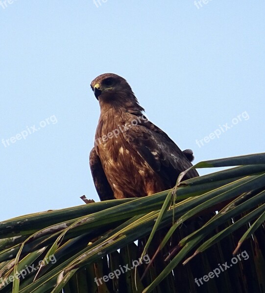 Bird Kite Black Kite Milvus Migrans Raptor