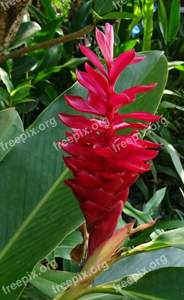 Red Ginger Flower Red Ostrich Plume Pink Cone Ginger