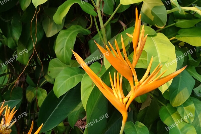 Flower Heliconia Heliconia Golden Torch Heliconia Psittacorum Spathocircinata