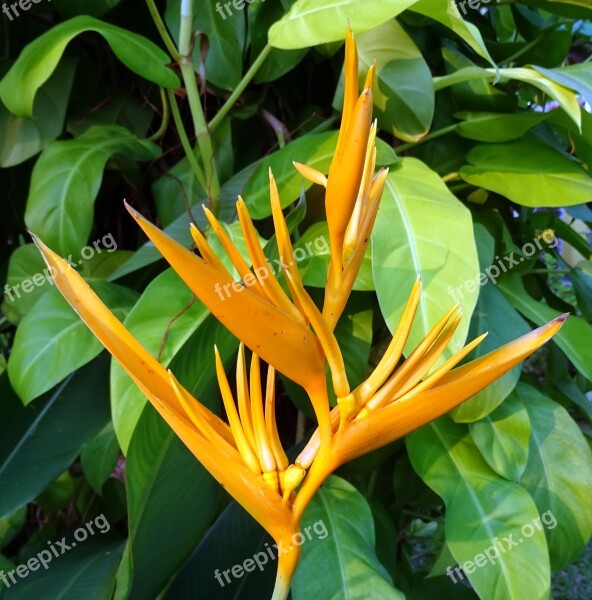 Flower Heliconia Heliconia Golden Torch Heliconia Psittacorum Spathocircinata