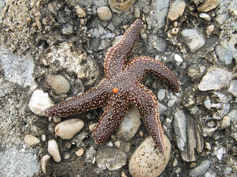 Starfish Beach Rocks Coast Sea