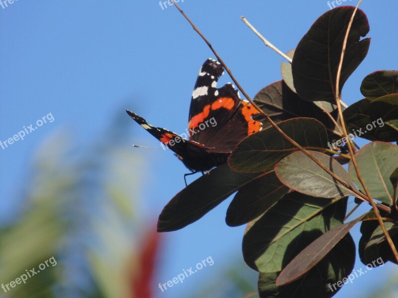 Butterfly Nature Peacock Garden Free Photos