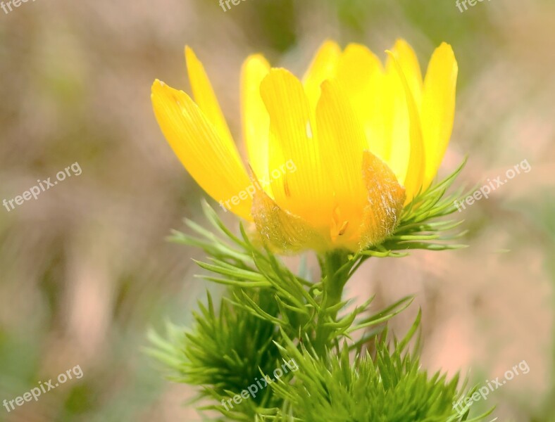 Pheasant's Eye Rarely Protected Frühlingsblüher Adonis