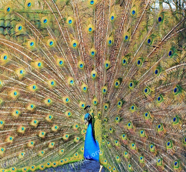 Peacock Peacock Wheel Bird Nature Spread