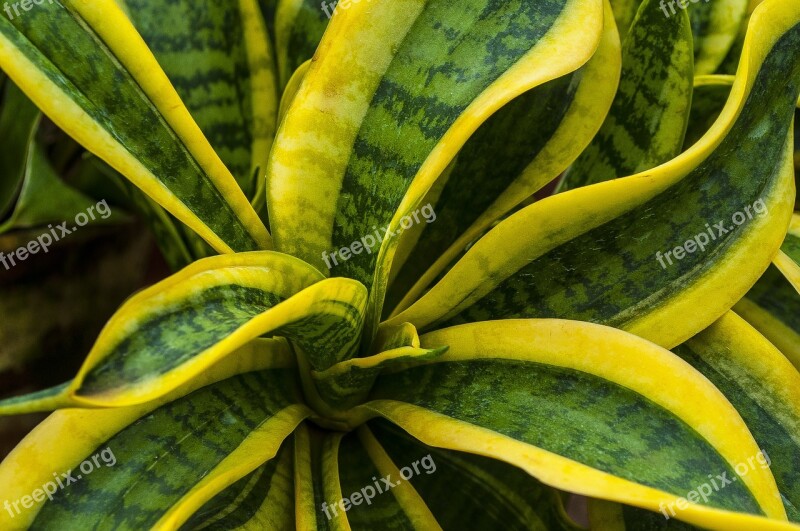 Sansevieriya House Plant Pike Tail Flowers Greens