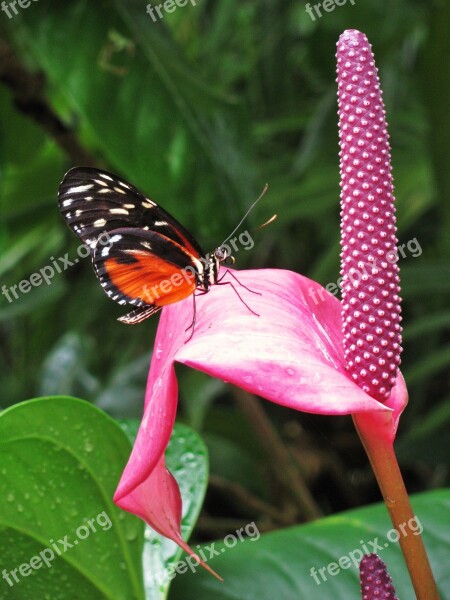 Butterfly Monarch Nature Monarch Butterfly Insect