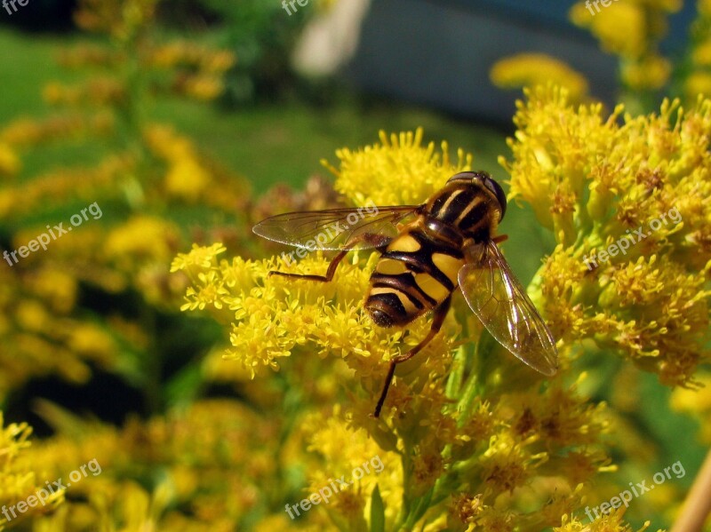 Hoverfly Fly Insect Yellow Wings