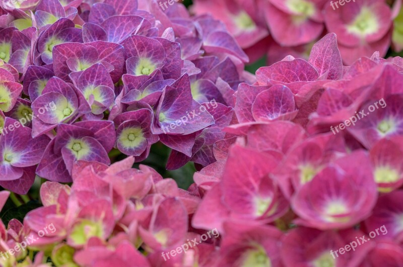 Hydrangea Hortensia Flower Nature Flora