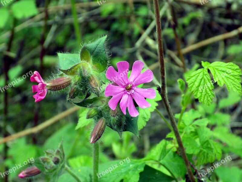 Red Campion Red Catchfly Silene Dioica Flower Purple Flower