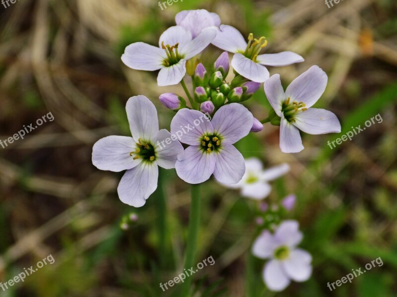 Flower Violet Purple Flower Wild Flower Plant