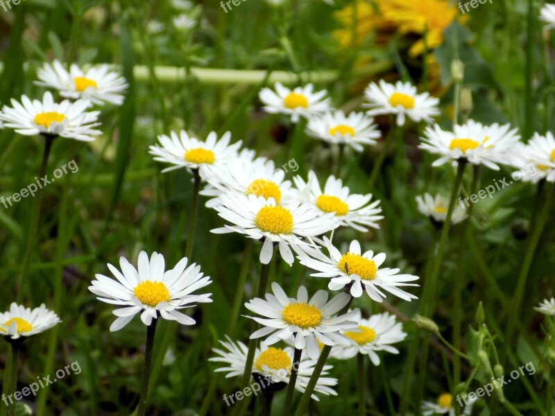 Geese Flower Meadow Blossom Bloom Spring