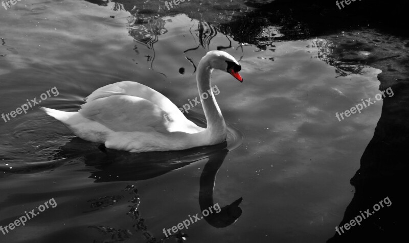 Swan Solitude Water Tranquility Reflections