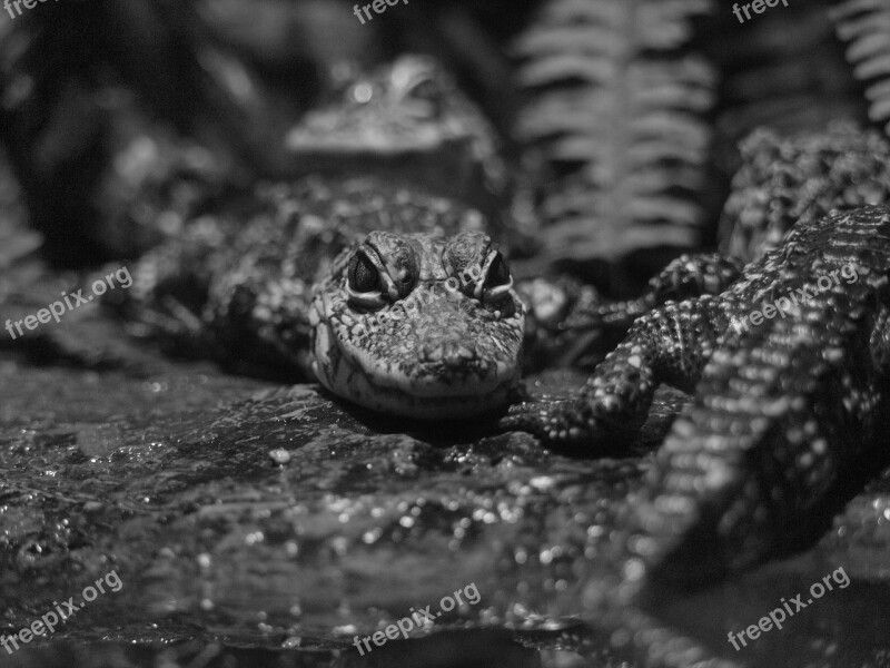 Crocodile Animal Reptiles Stare Free Photos