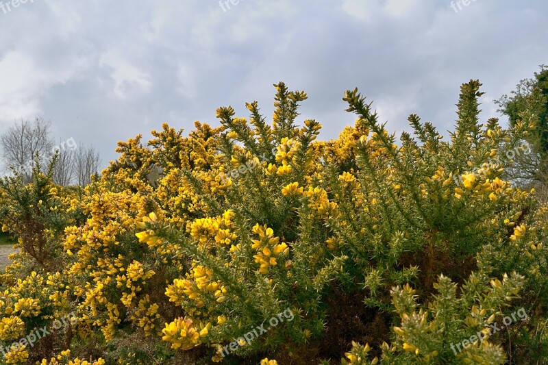 Gorse Bush Gorse Yellow Bush Ireland Free Photos