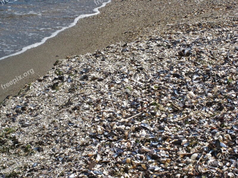 Shell Beach Mussels Baltic Sea Baltic Clams Shellfish Mussels