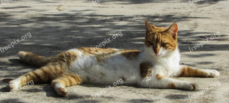 Cat Stray Cute Young Kitty