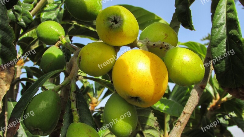 Medlar Fruit Tree Nespoli Cyprus