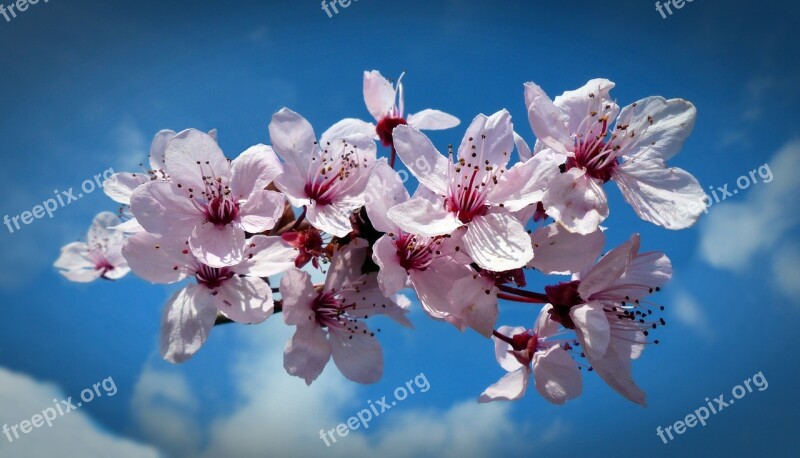 Cherry Blossom Bloom Cherry Blossom Sky