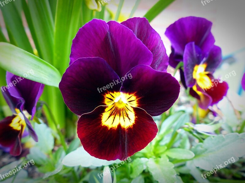 Flower Blossom Pansy Plant Close Up Spring