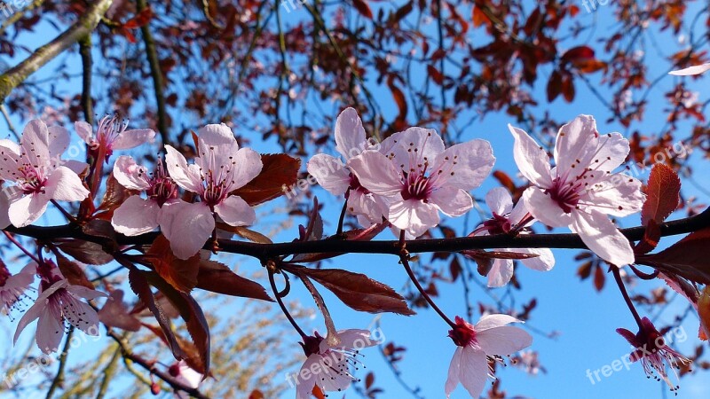 Cherry Blossom Bloom Cherry Blossom Spring