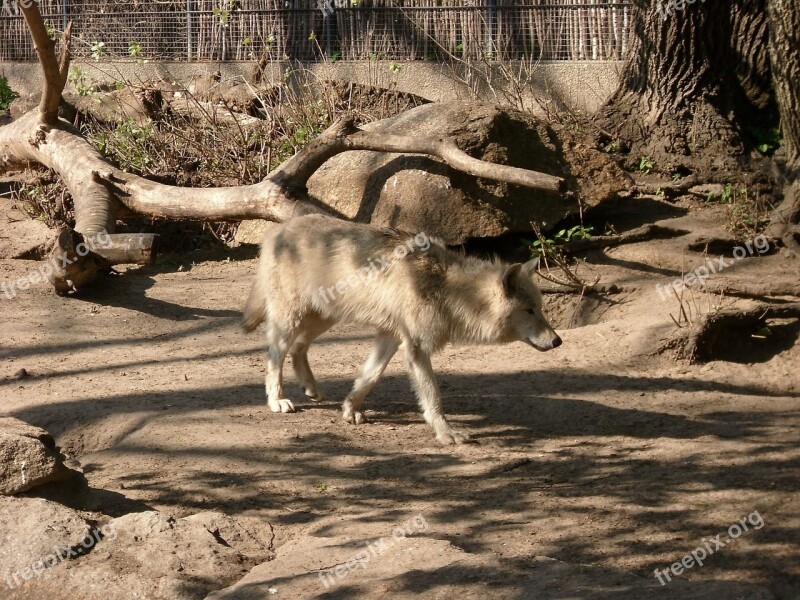 Wolf Animals Zoo Predator Wolves