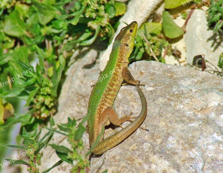 Lizard Colourful Colour Color Reptile