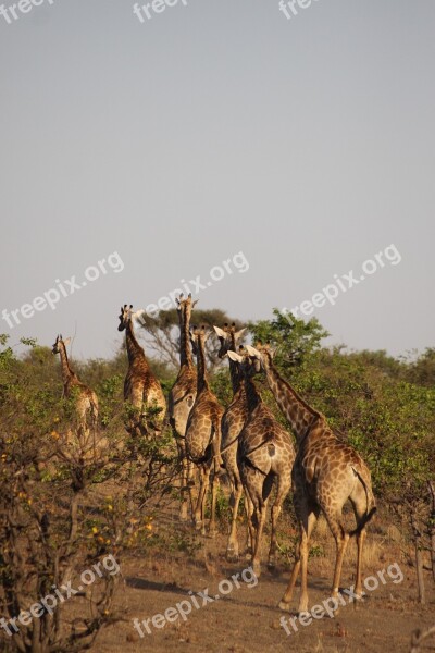 Africa Giraffes Safari National Park Animal