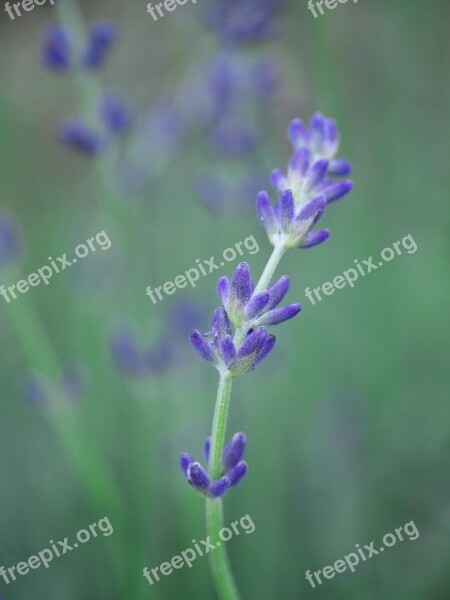 In The Early Summer Lavender Natural Flowers Free Photos