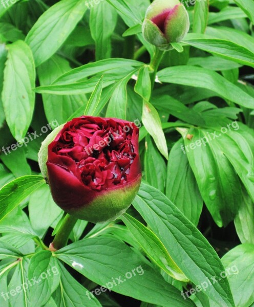 Peony Raindrop Common Peony Bud Paeonia