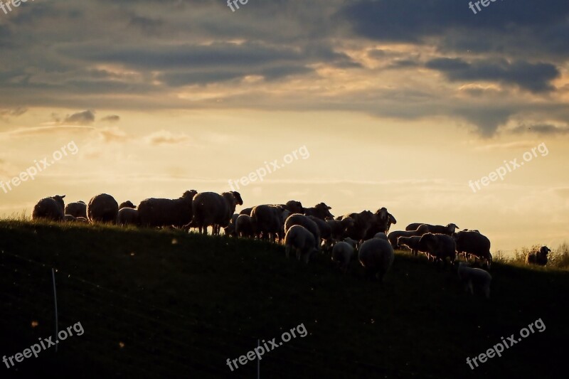 Flock Of Sheep Sunset Abendstimmung Dusk Silhouette