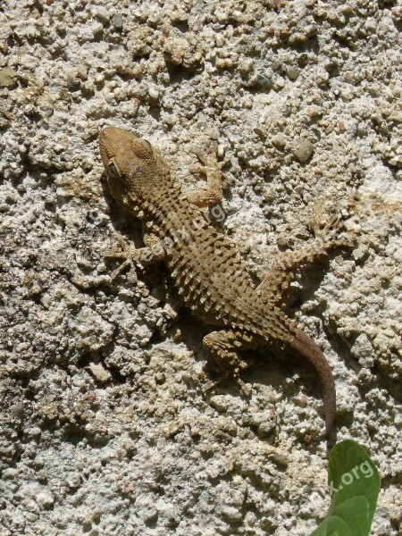 Dragon Gecko Lizard Texture Free Photos