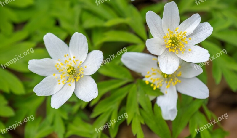 Spring Wood Anemone Anemone Plant Wild Flower