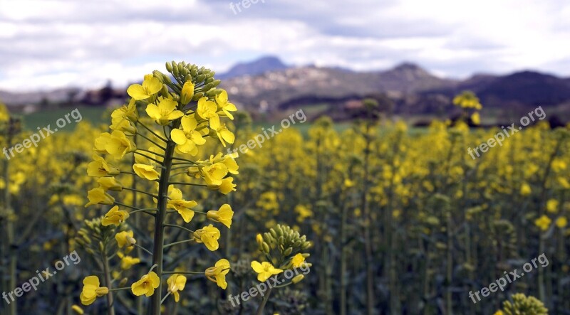 Rape Harvest Field Agriculture Plants