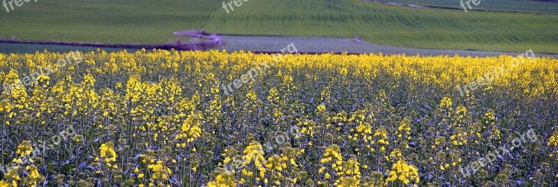 Rape Plantation Flowering Field Nature