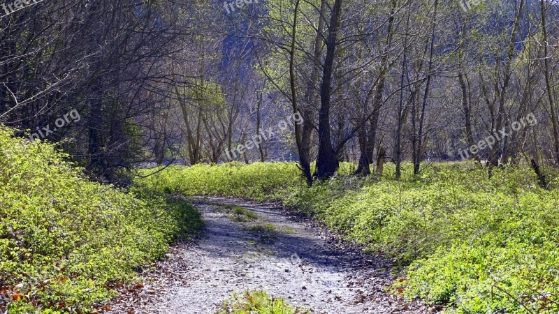 Path Trail Landscape Trees Nature