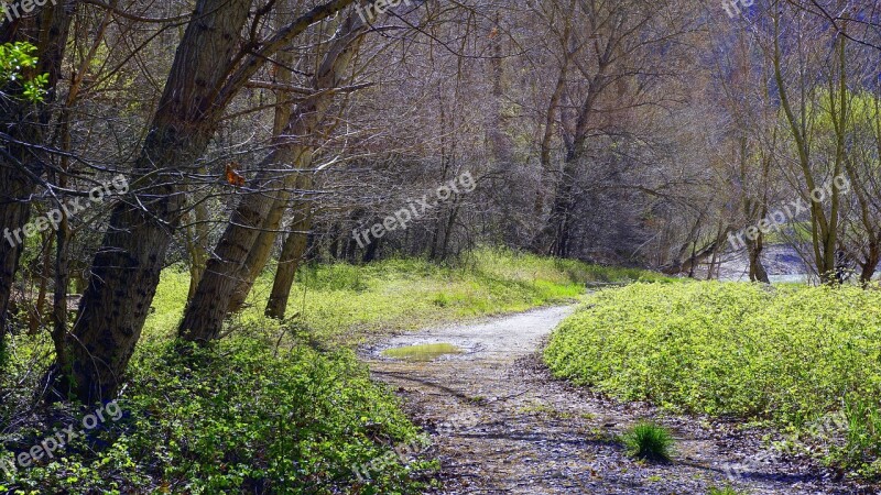 Path Trail Landscape Forest Outdoors