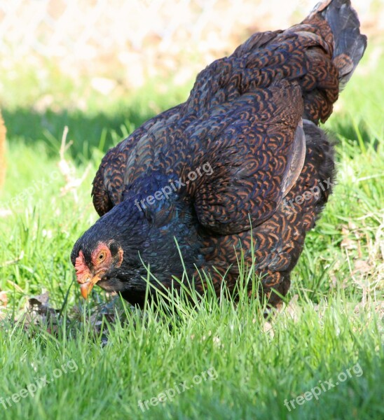 Chicken Cornish Farm Animal Bird