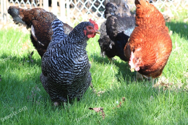 Chicken Barred Rock Stripes Red Sex Link