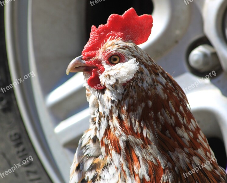 Rooster Cockerel Bantam Black Orange