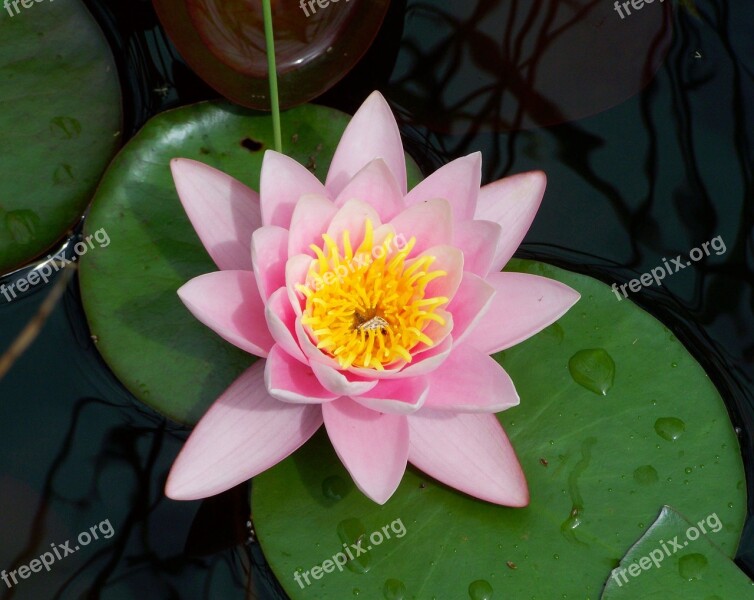 Fairy Rose Pink Aquatic Plant Free Photos