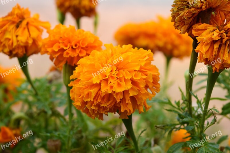 Marigold Flowers Yellow Fresh Flowers Nature