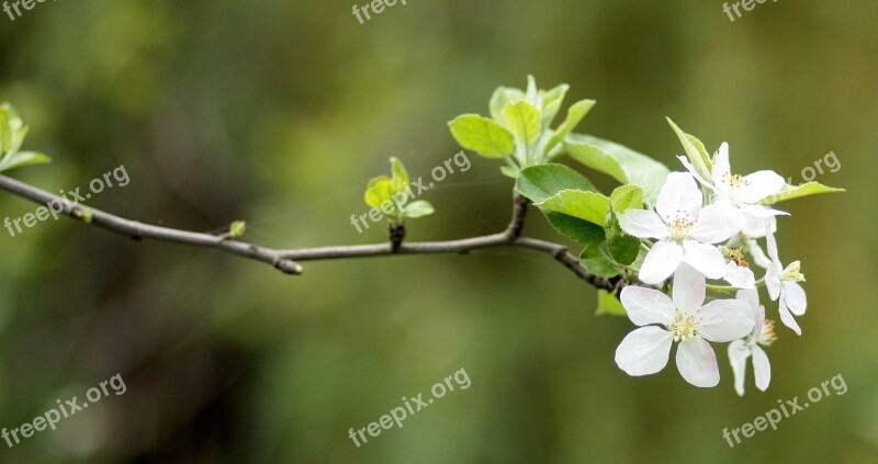 Flowers White Casey Tree Spring