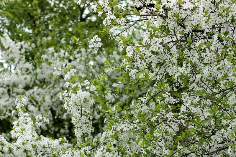 Flowers White Casey Tree Spring