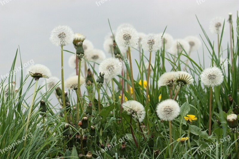 Dandelion Down Plant Green Stars