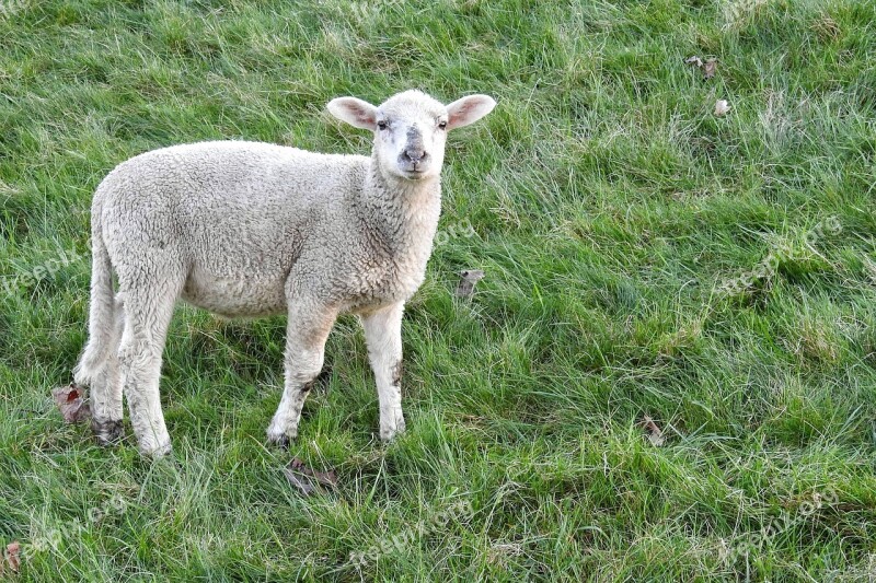 Lamb Sheep Schäfchen Sweet Pasture