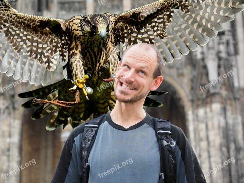 Falcon Attack Approach Human Prey