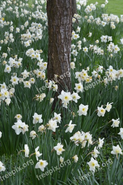 Spring Flowers Nature Easter Flower Narcis