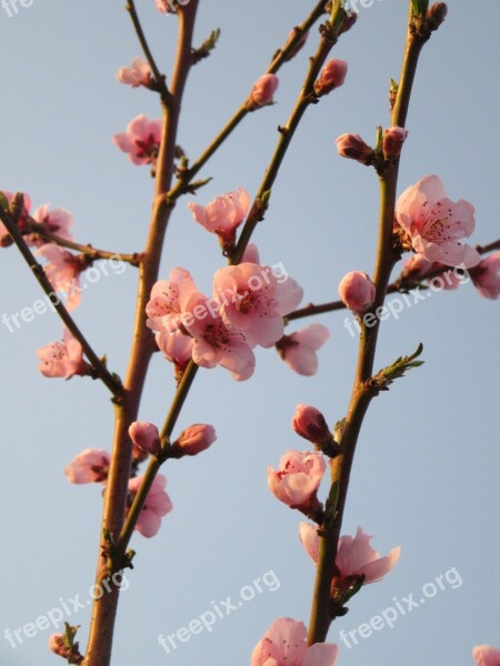 Spring Flower Tree Branch Blossom