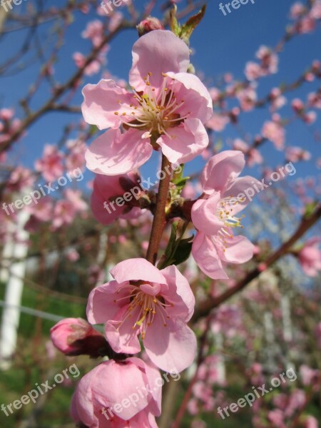 Spring Flower Tree Branch Blossom